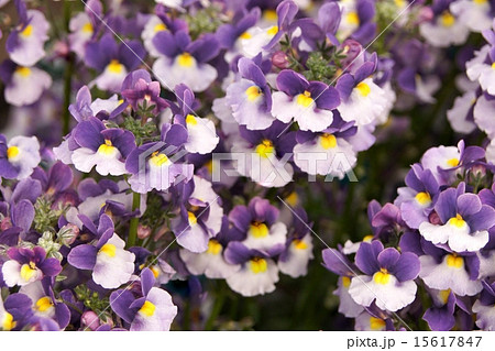 満開！ネメシア 「メロウ エレガントパープル」 15617847