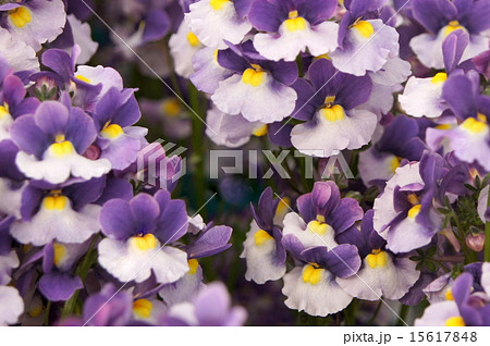 満開！ネメシア 「メロウ エレガントパープル」 15617848