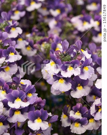 満開！ネメシア 「メロウ エレガントパープル」 15617849