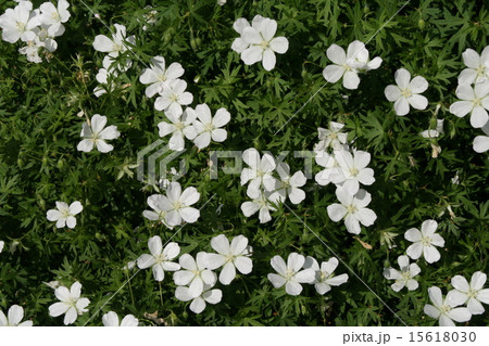 アケボノフウロ アケボノフウロ 15618030