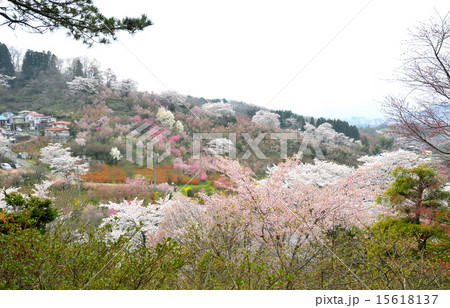 福島県 桃源郷「花見山公園」 福島県 桃源郷「花見山公園」 15618137