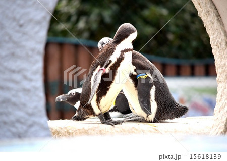 2匹のペンギン 15618139