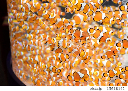 たくさんの魚 たくさんの魚 15618142