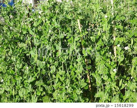 11月頃に植え付ければ、翌年の春には収穫できるサヤインゲン。 15618299