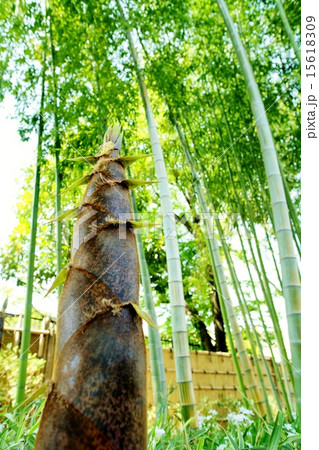 竹の子 15618309