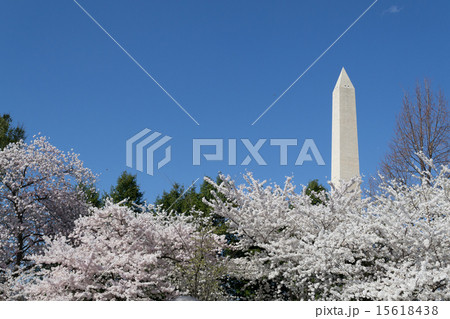 Cherry trees by the Washington Memorial 15618438