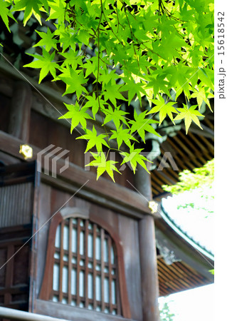 京都・永観堂の新緑 15618542