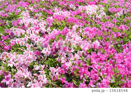 ヒラドツツジ ヒラドツツジ 15618548