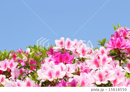 ヒラドツツジ 15618550