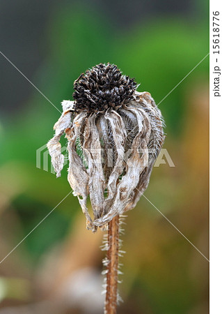 枯れた花 ルドベキア の写真素材