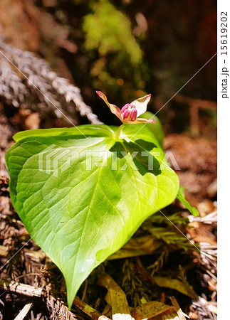 エンレイソウ 15619202