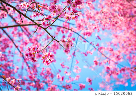 Beautiful pink flower blossom Beautiful pink flower blossom 15620662