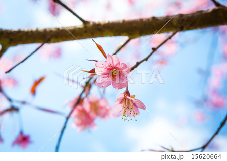 Beautiful pink flower blossom Beautiful pink flower blossom 15620664