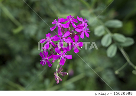 サボンソウ サボンソウ 15620999