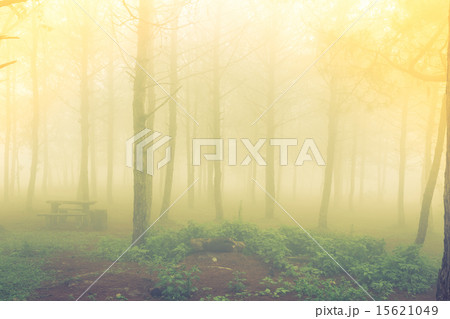 Forest tree during a foggy day Forest tree during a foggy day 15621049