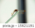 とんぼのひと休み 15621191
