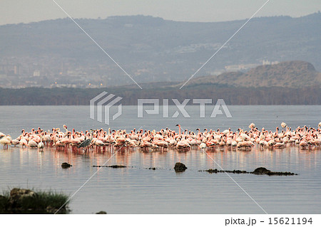 ナクル湖のフラミンゴ ナクル湖のフラミンゴ 15621194