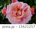 バラ 15621257