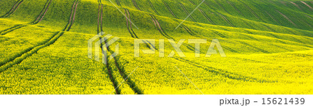 Panoramic background of yellow-green floral field 15621439