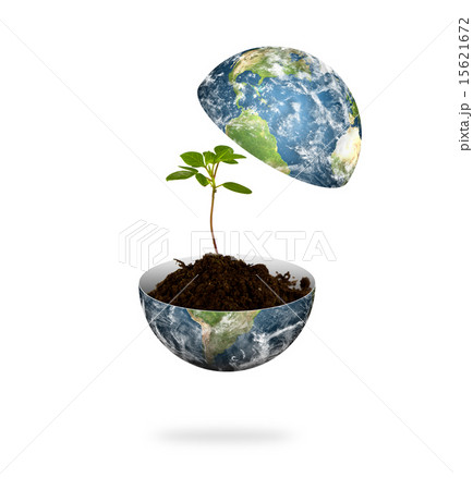 Young plant in earth isolated on  white  15621672