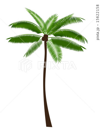 Palm Leaf Vector Illustration 15622158