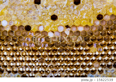 Fresh honey in comb Fresh honey in comb 15622539