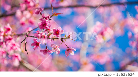 Beautiful pink flower blossom Beautiful pink flower blossom 15622624