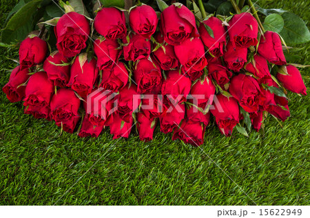 Red rose on green grass background 15622949