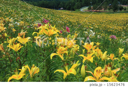 富士見高原のユリ 富士見高原のユリ 15623476