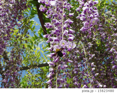 クマバチ　藤の花 15623480