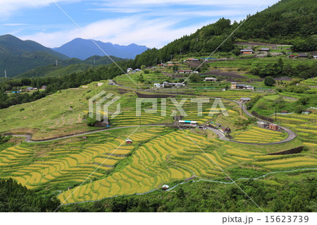 丸山千枚田 15623739