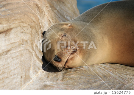 カリフォルニアアシカの寝顔 カリフォルニアアシカの寝顔 15624779