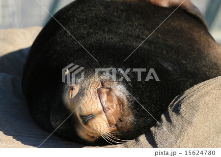 カリフォルニアアシカの寝顔 カリフォルニアアシカの寝顔 15624780