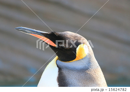 皇帝ペンギンの写真素材 [15624782] - PIXTA