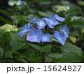 あじさい３　20030628 15624927