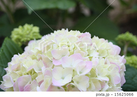 紫陽花 紫陽花 15625066