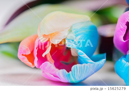 Macro shot of multicolored tulip 15625279