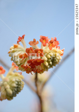 みつまた 15625347