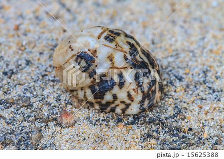 Hermit Crab in a screw shell 15625388