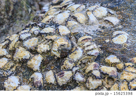 Oyster shells on stone 15625398