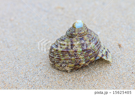 Hermit Crab in a screw shell Hermit Crab in a screw shell 15625405