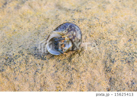 Hermit Crab in a screw shell 15625413