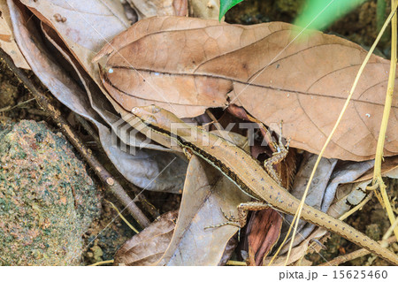 Common Forest Skink (Sphenomorphus maculates) 15625460