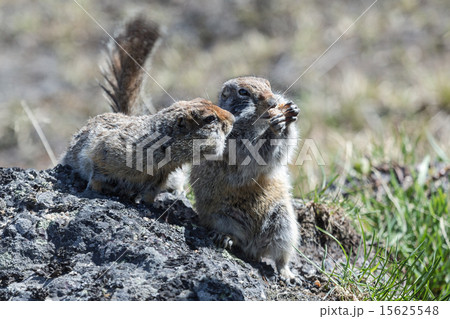 Two cute ground squirrel 15625548