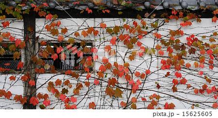 ツタと白壁 15625605