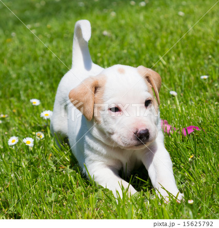 Mixed-breed cute little puppy on grass. Mixed-breed cute little puppy on grass. 15625792