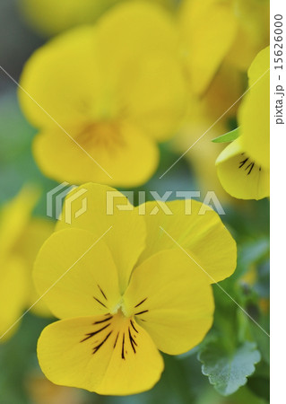 パンジー パンジー 15626000