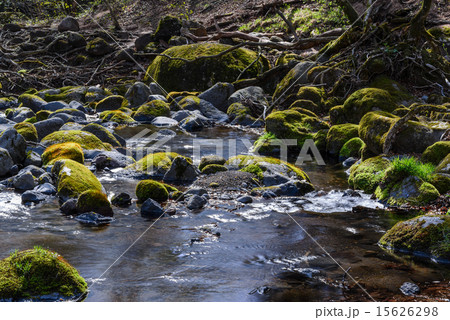 苔と清流 苔と清流 15626298