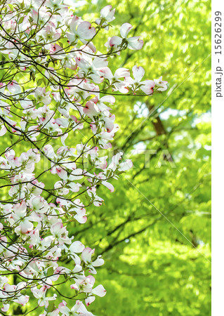 ハナミズキ ハナミズキ 15626299