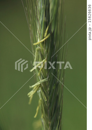 自然　植物　ライムギ、花は風媒花。他のムギやコメと同じです② 15626636